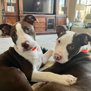 Meet your Posher, Blake